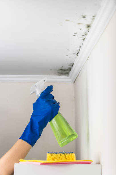 Reliable Rainelle, WV Mold Remediation Solutions